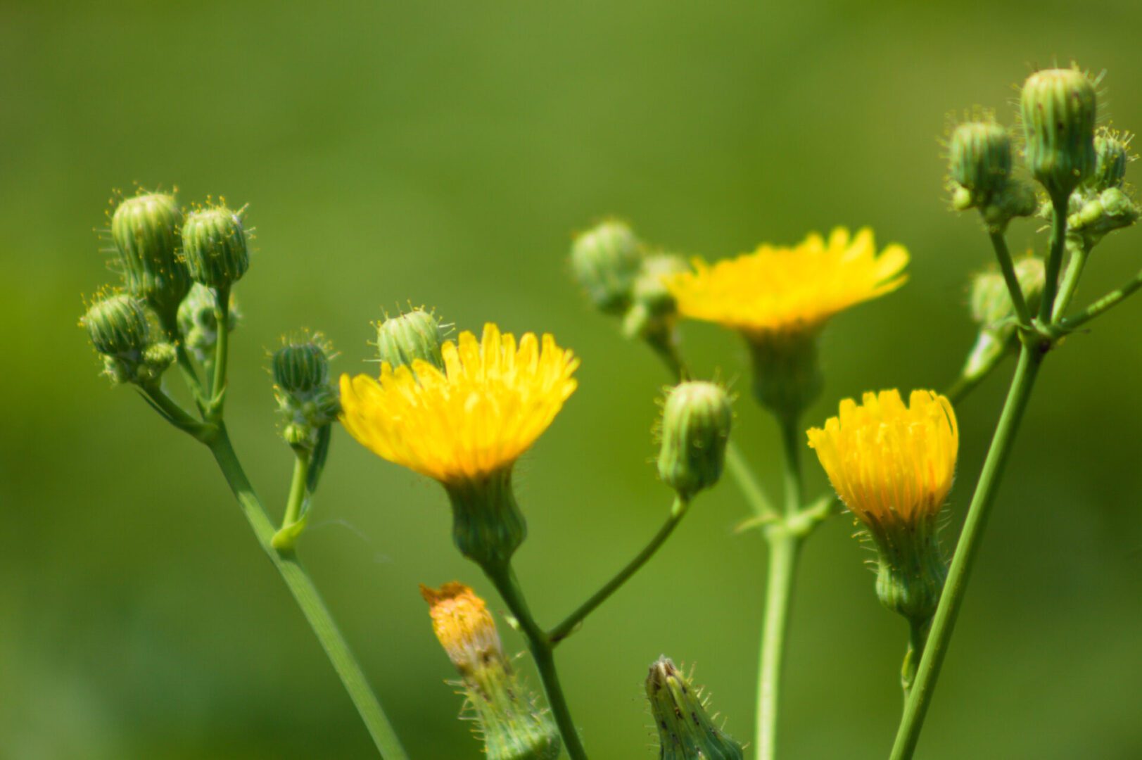 A close up of some yellow flowers with green stems