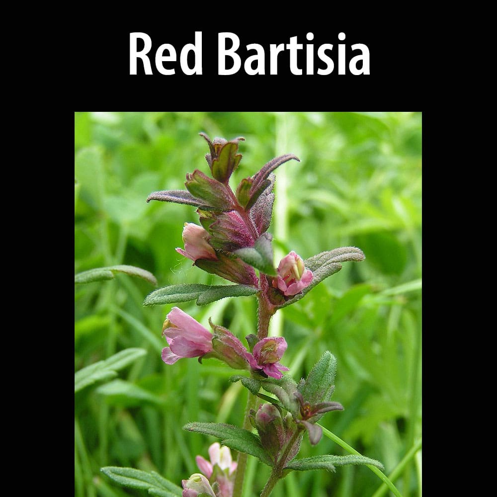 Red Bartisia