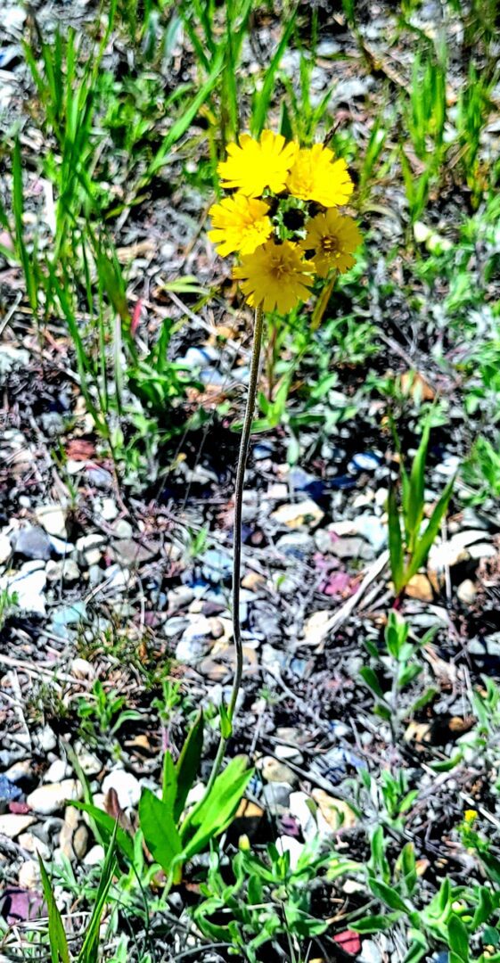 A yellow flower is growing in the dirt.