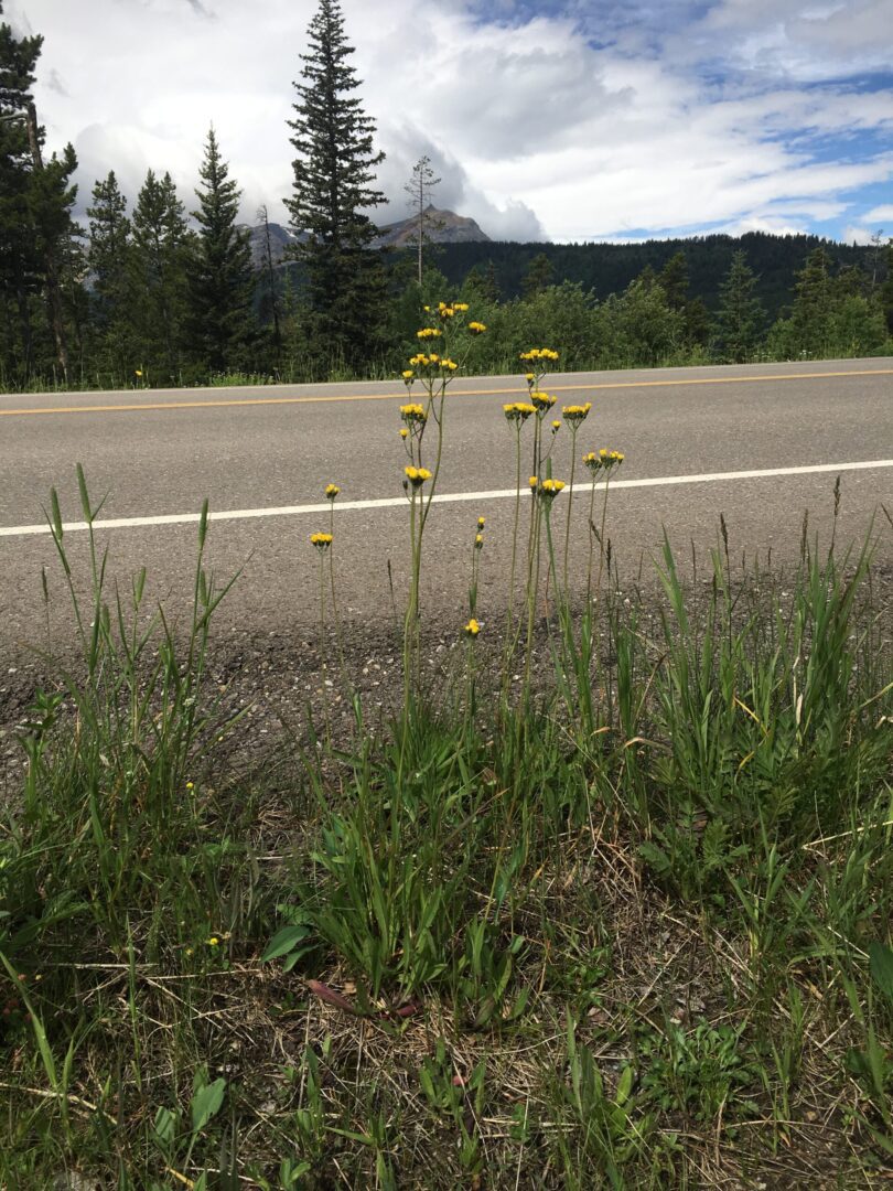 A field of flowers on the side of a road.