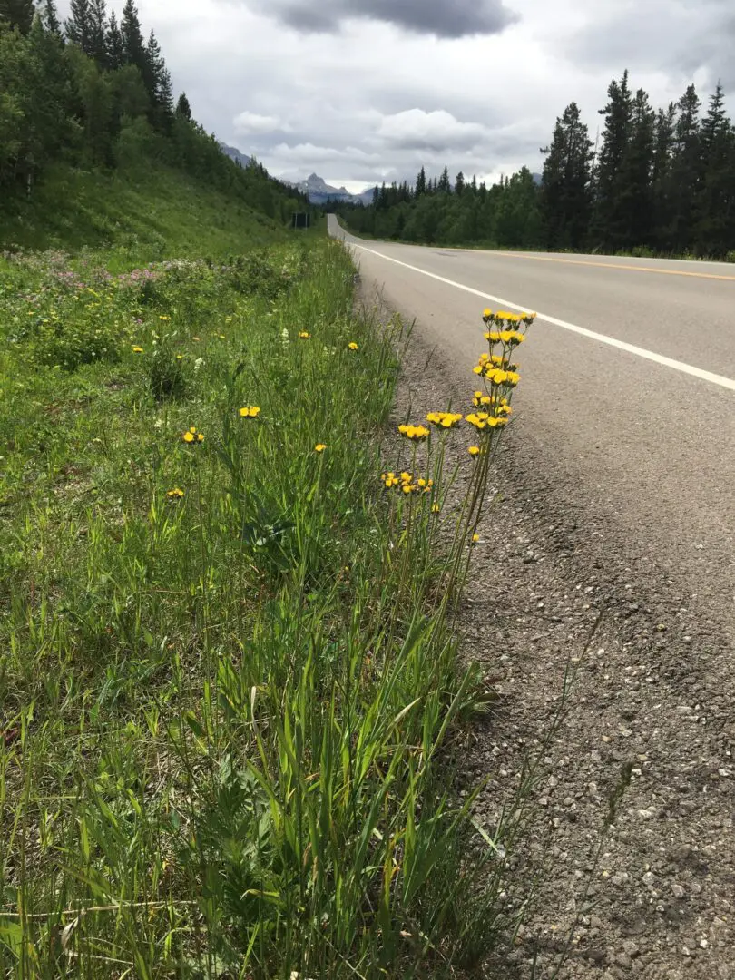 A road with grass and flowers on the side of it.
