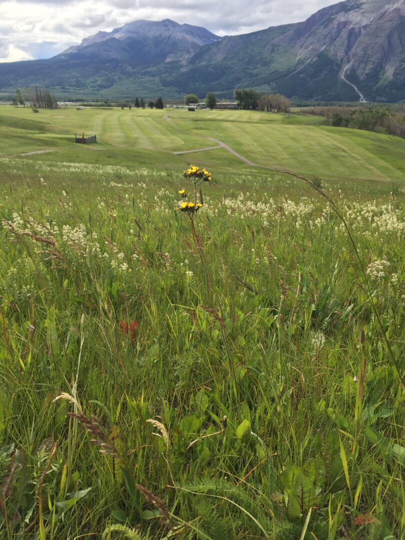 A field with grass and flowers in the middle of it.