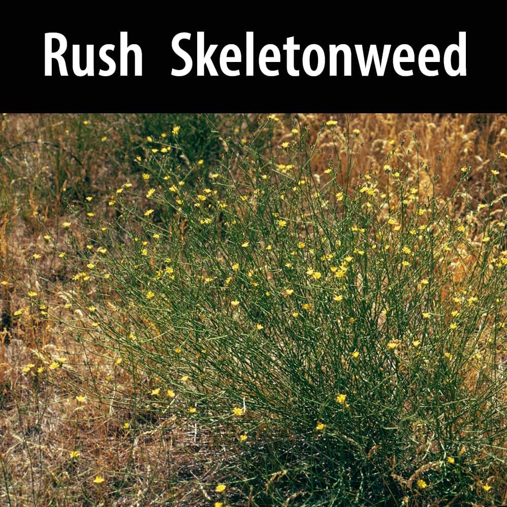 A field of yellow flowers with the words rush skeletonweed in front.