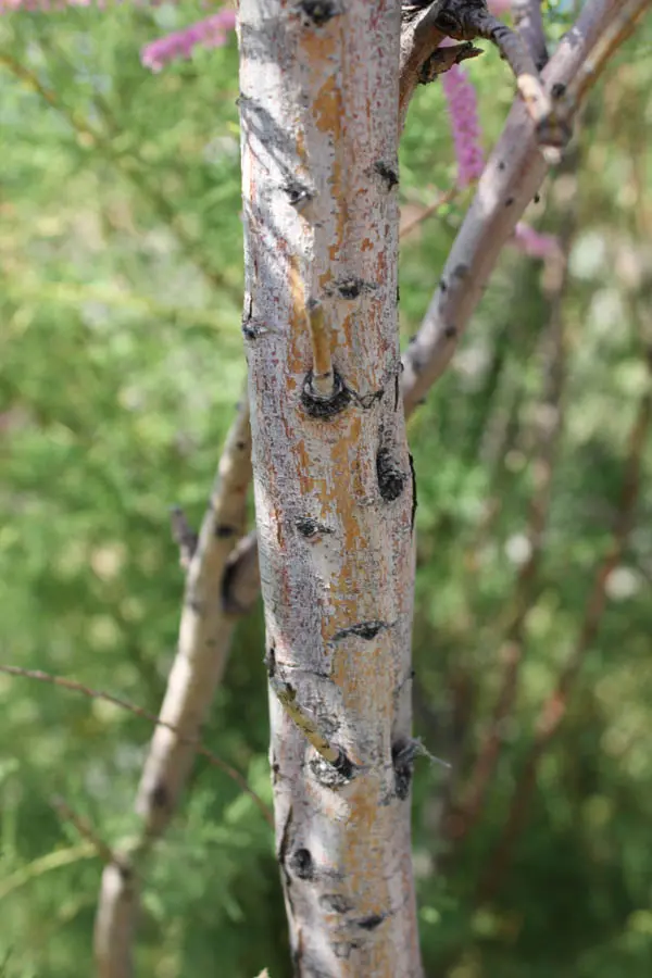 A close up of the bark on a tree