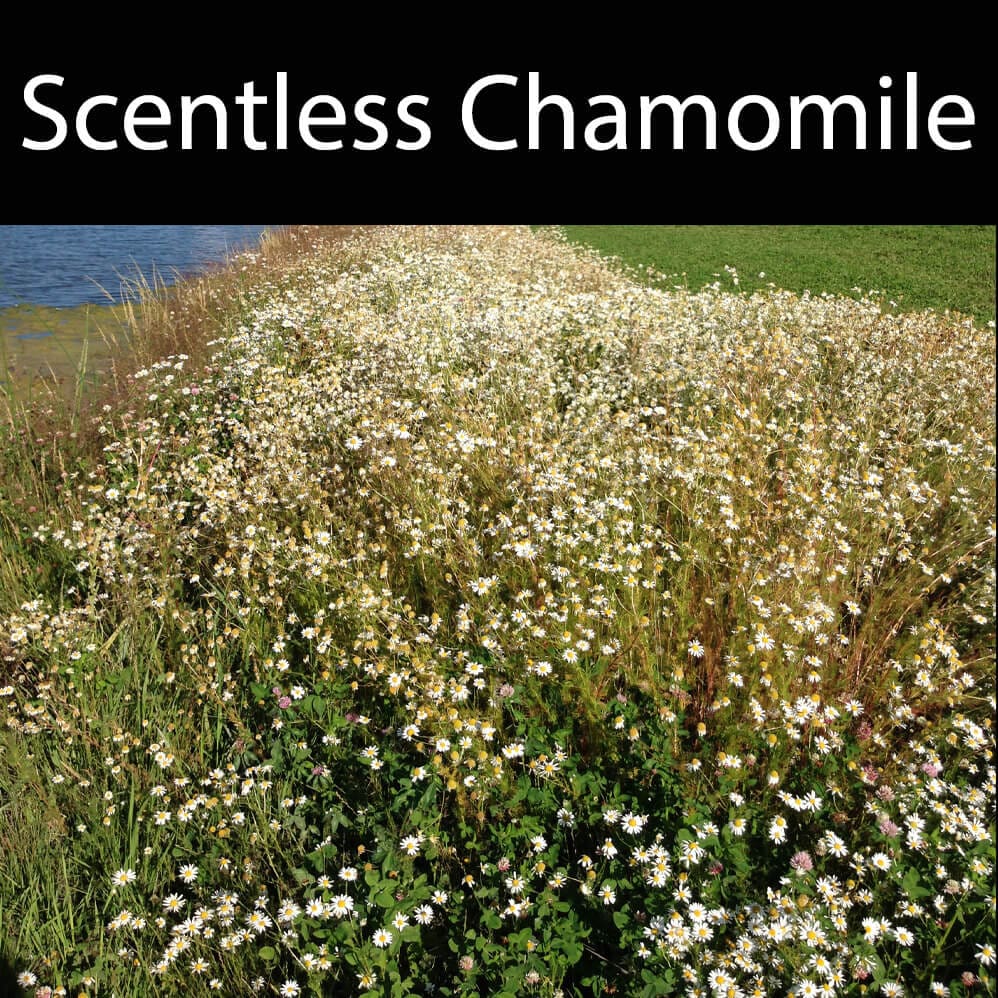 A field of flowers with the words " scentless chamomile ".