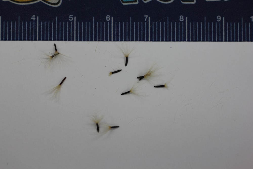 A close up of several flies on paper