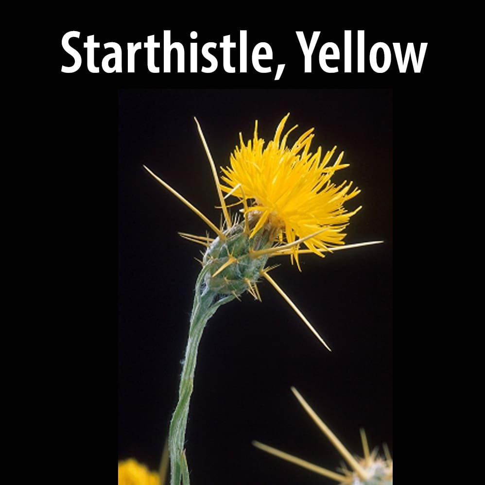 Starthistle, Yellow