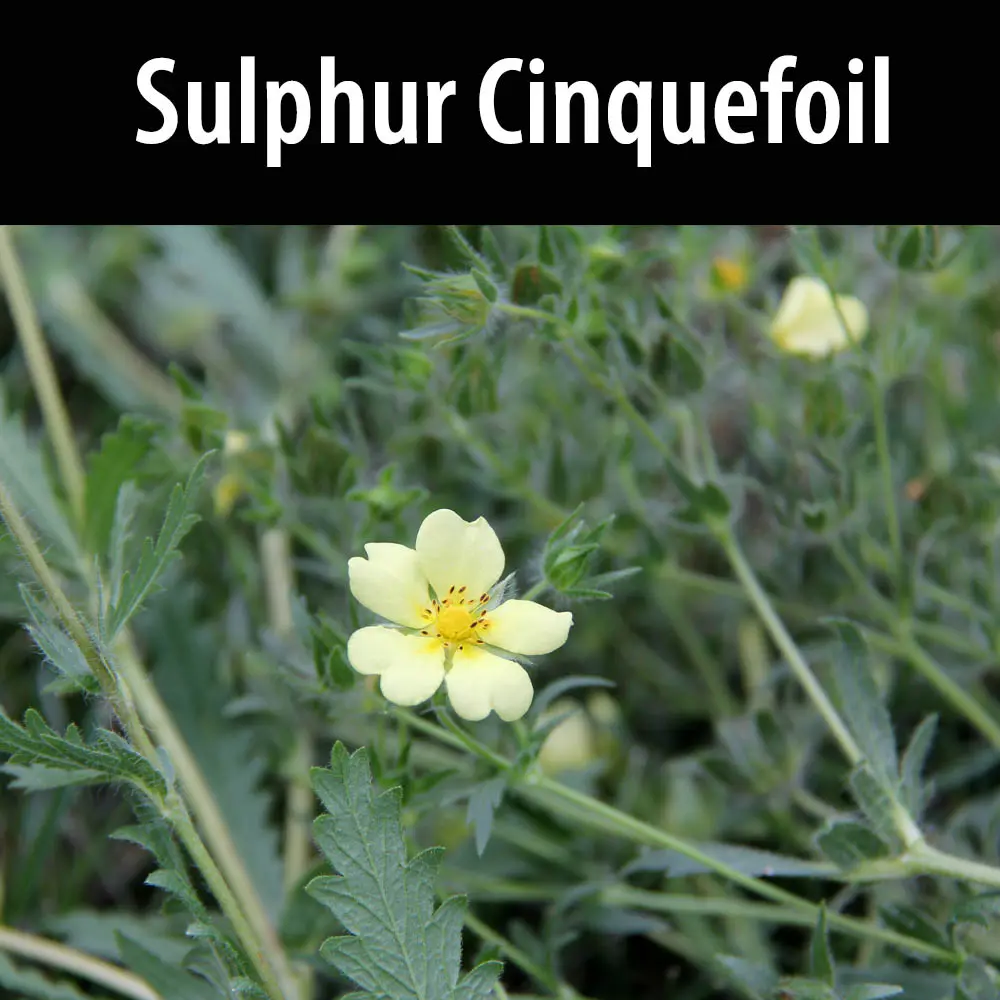Sulphur Cinquefoil
