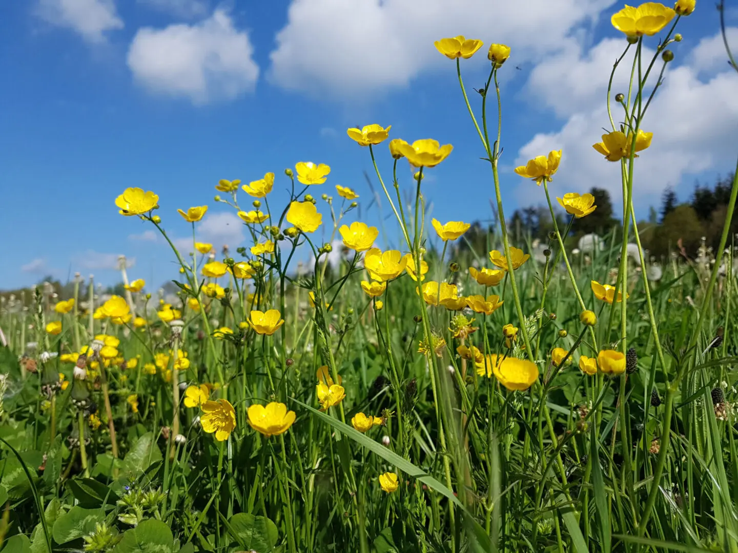 A field of yellow flowers under the blue sky.