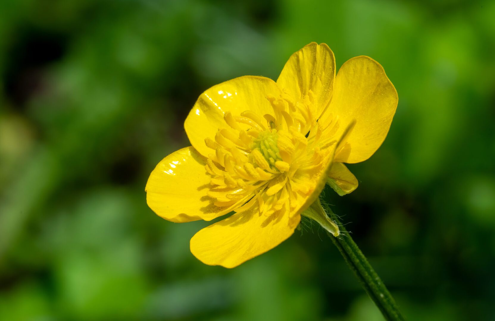 A close up of the yellow flower of a plant