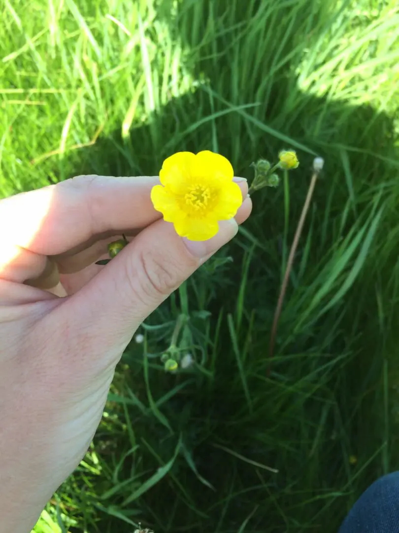 A person holding up a small yellow flower.
