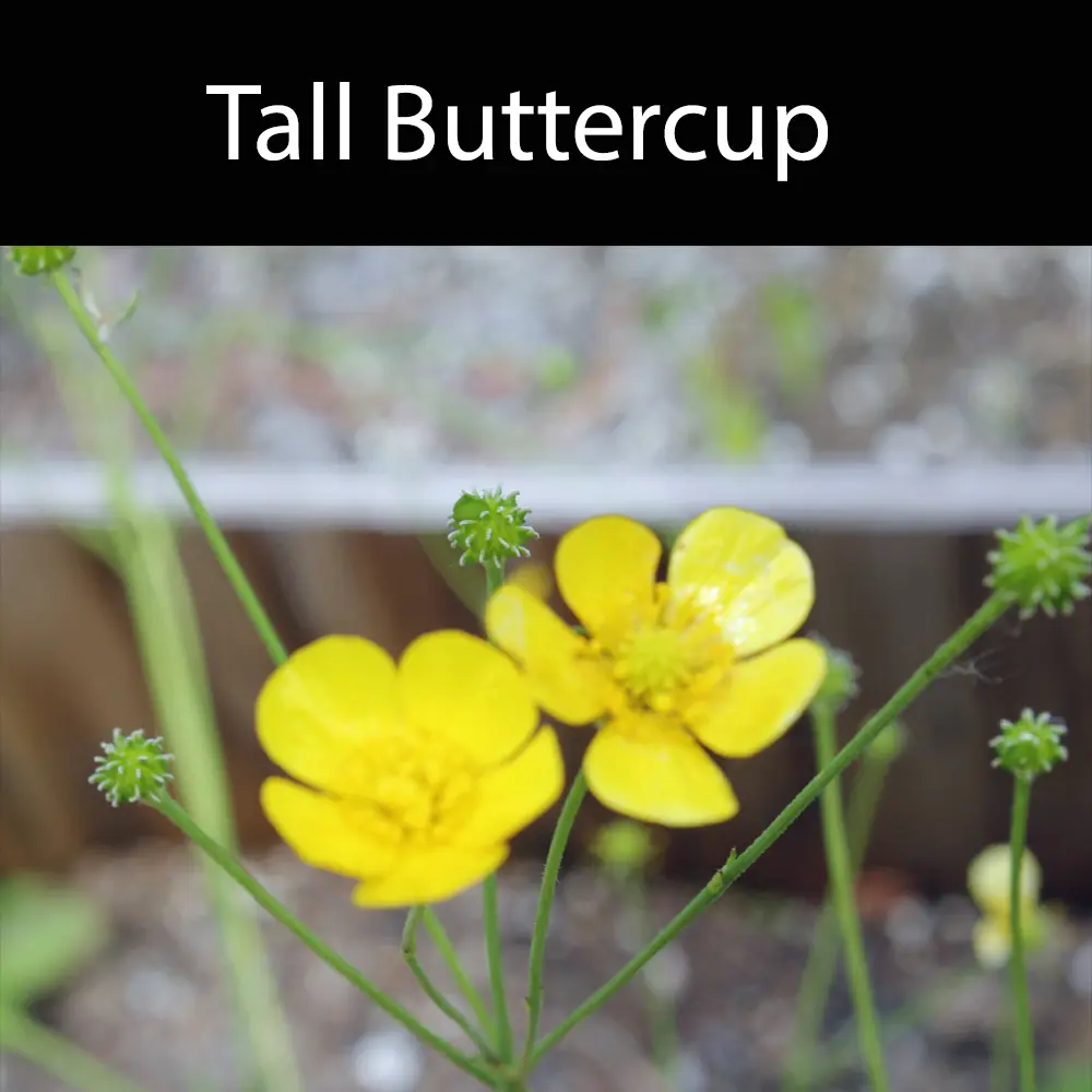 Tall Buttercup