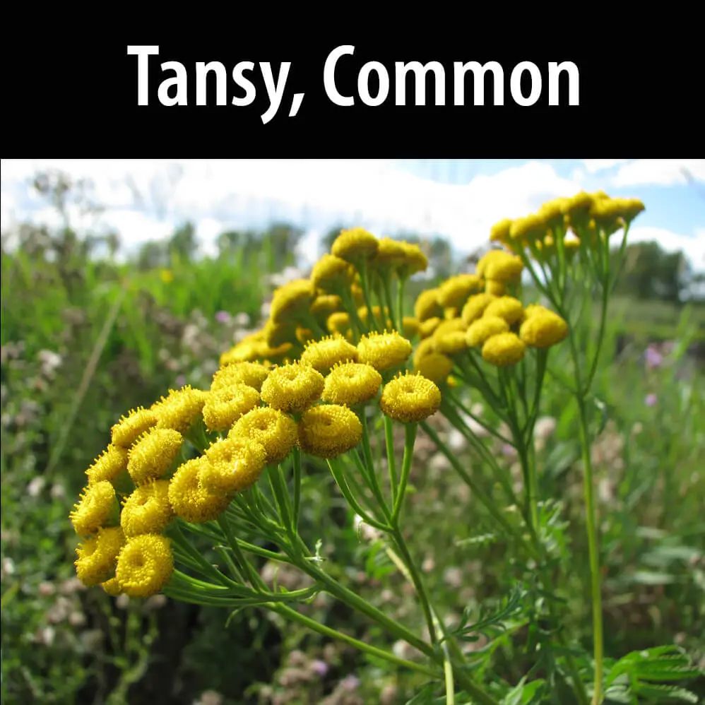 A close up of some yellow flowers with the words tansy, common below