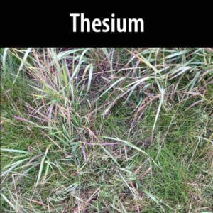 A close up of some grass with the word thesium in front.