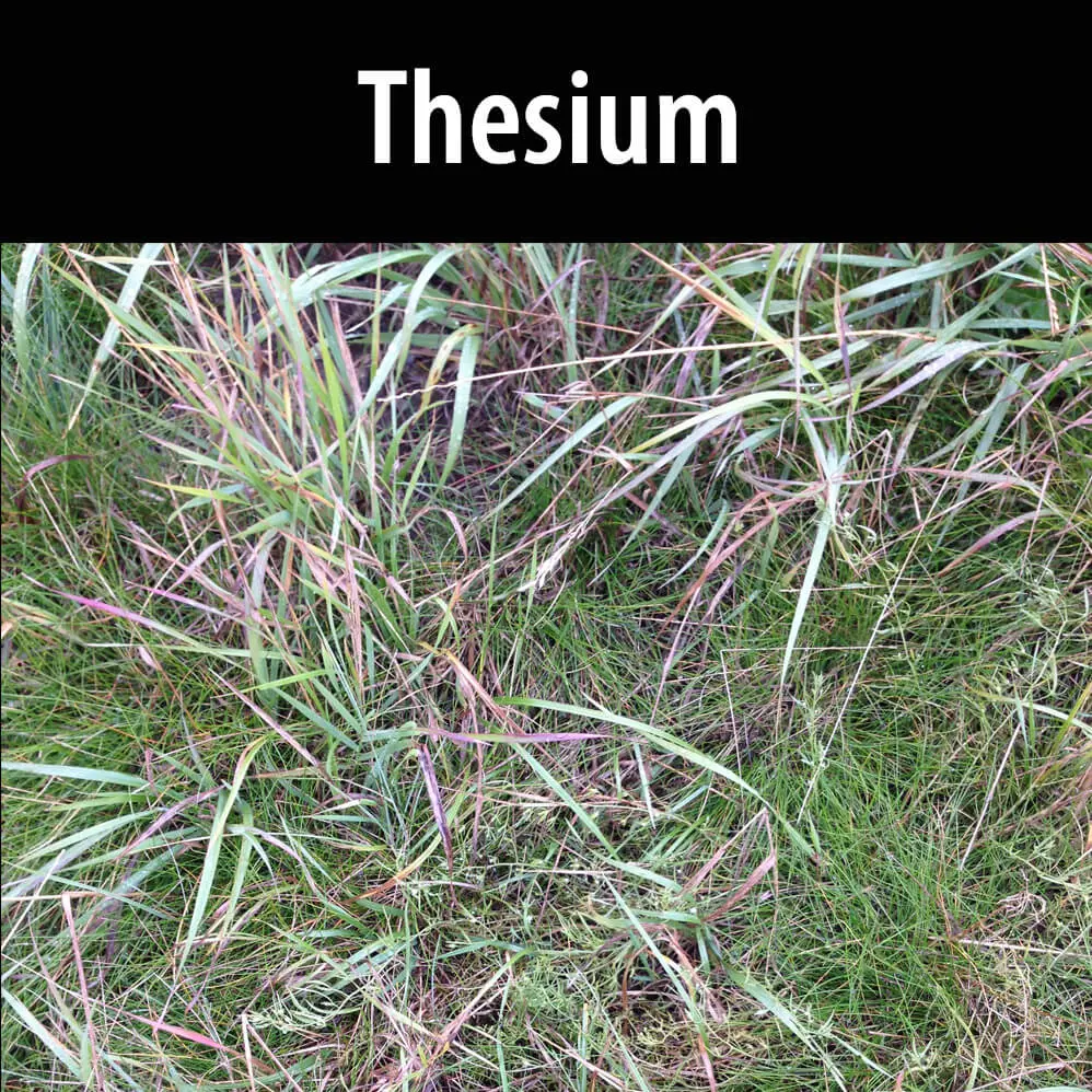 A close up of some grass with the word thesium in front.