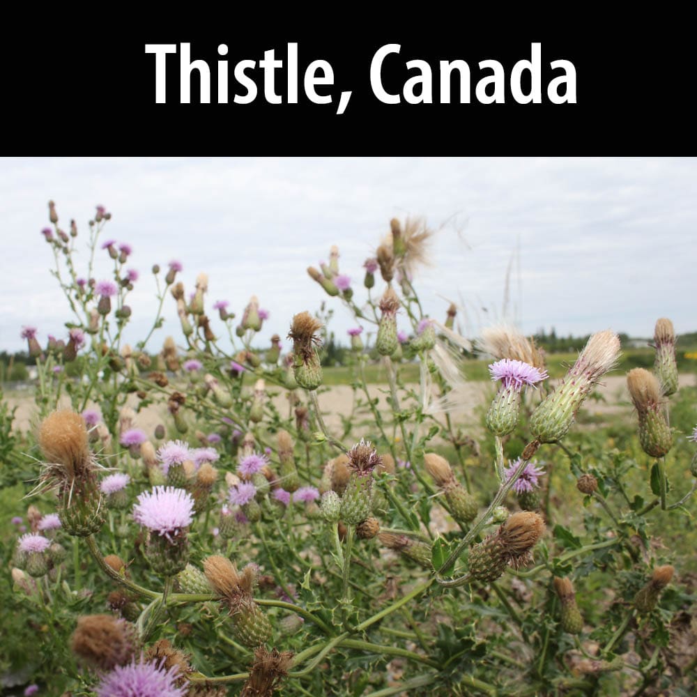Thistle, Canada
