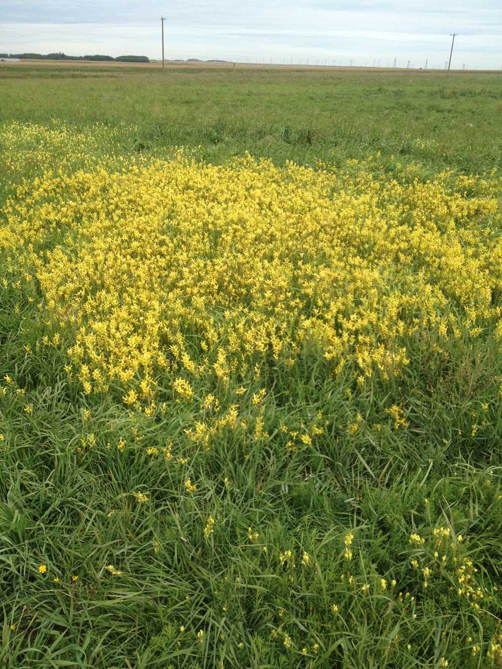 A field of yellow flowers in the middle of green grass.