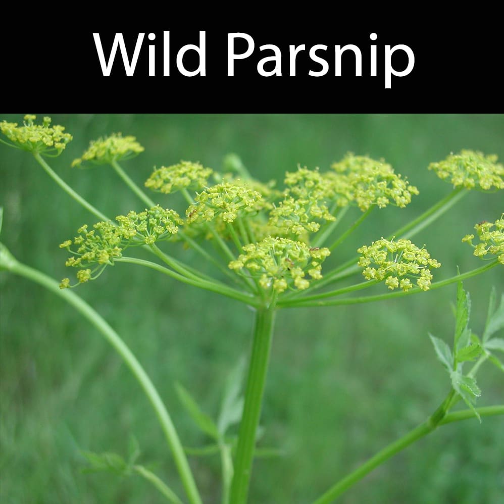 Wild Parsnip