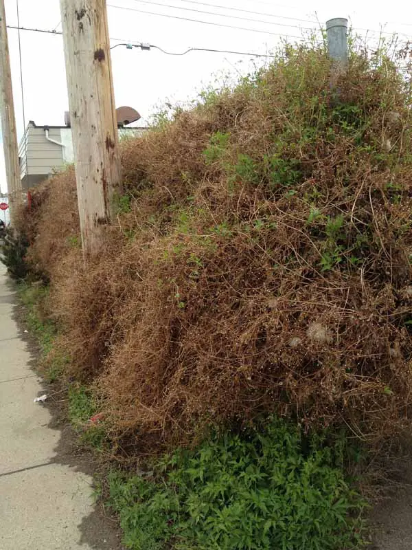 A pile of dead grass next to a sidewalk.