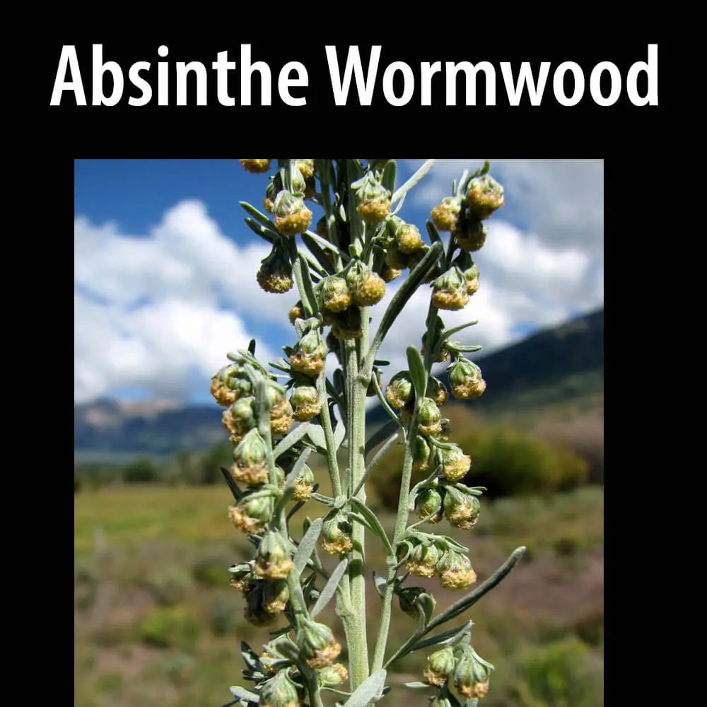 A close up of the plant absinthe wormwood