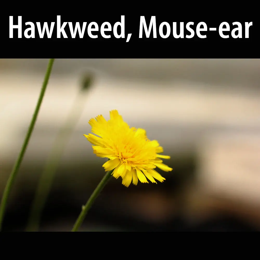 hawkweed Mouse-ear