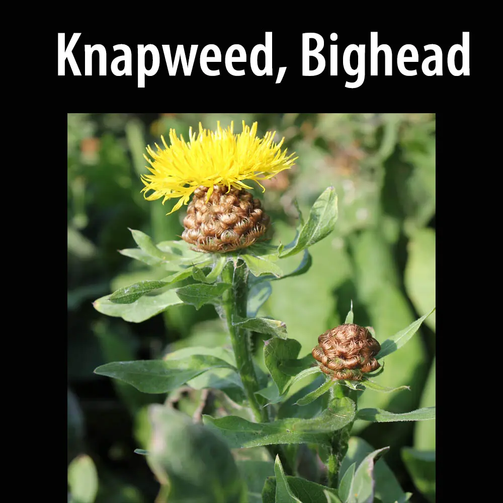Knapweed Bighead