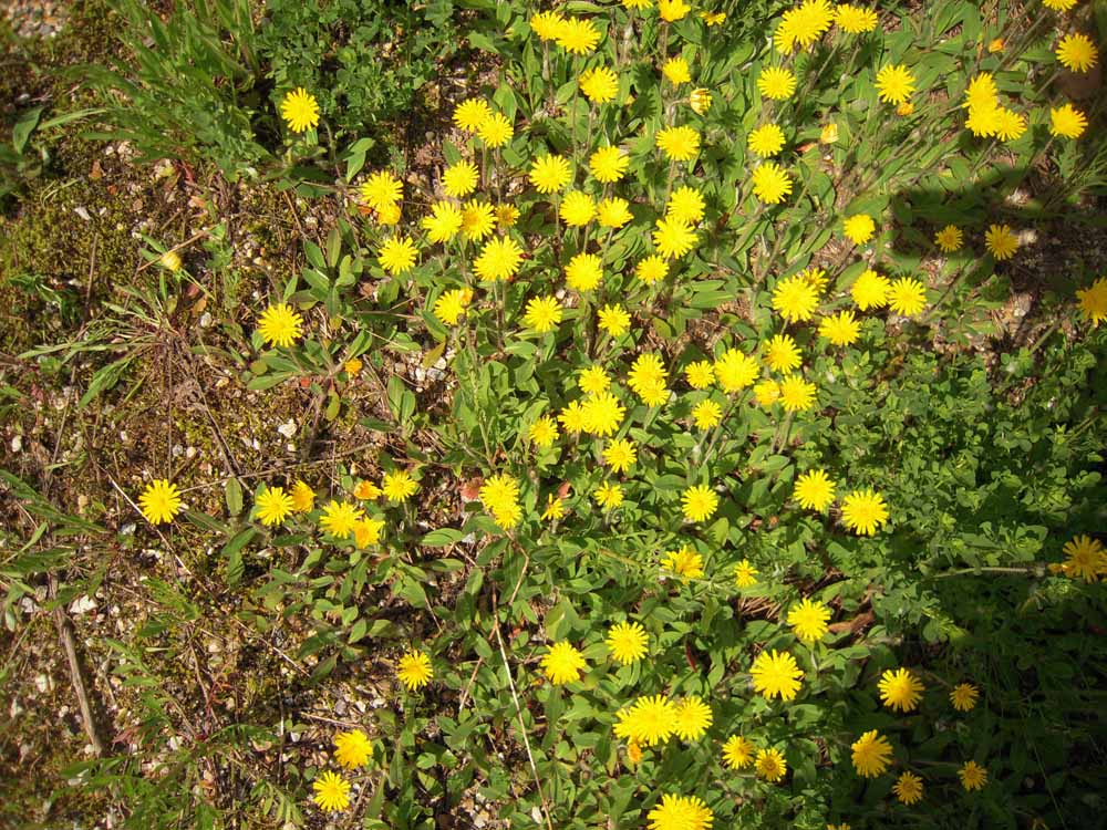 A field of yellow flowers in the grass.