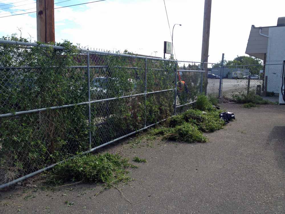 A fence with bushes growing on it