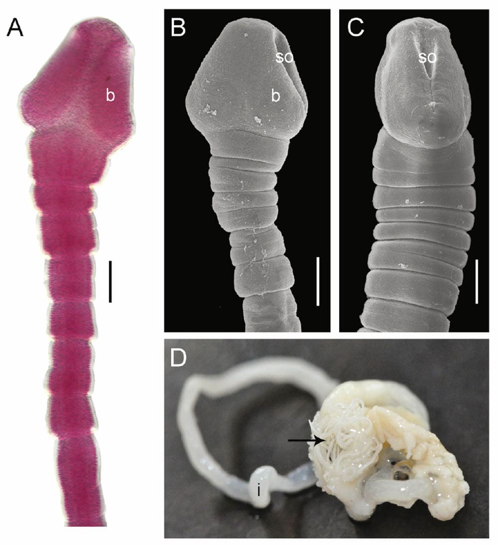 Asian Tapeworm - Bothriocephalus-acheilognathi-from-the-ornamental-fi-sh-Symphysodon-discus-A