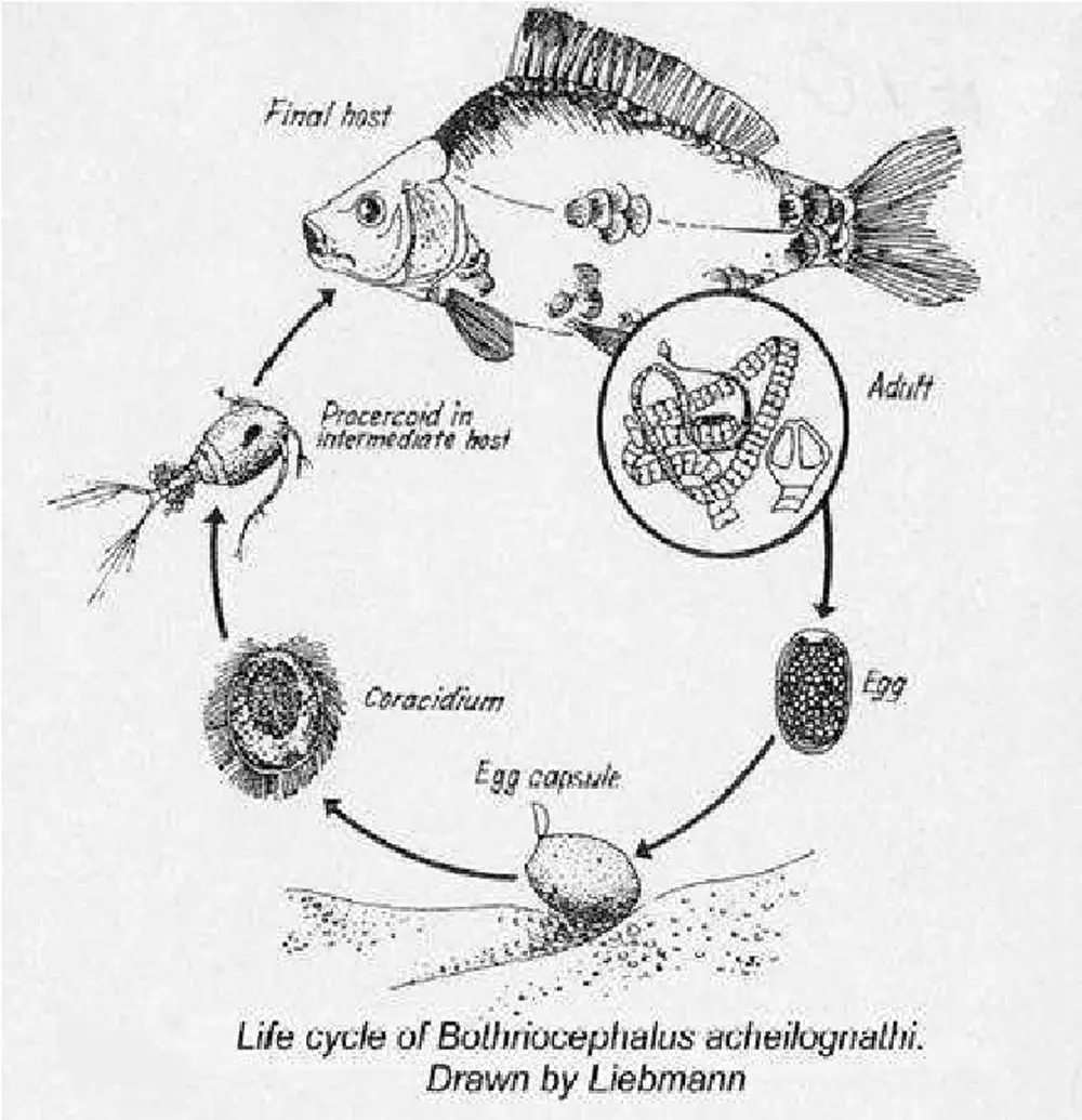 Asian Tapeworm- Life-cycle-of-the-Asian-fish-tapeworm-from-Liebmann
