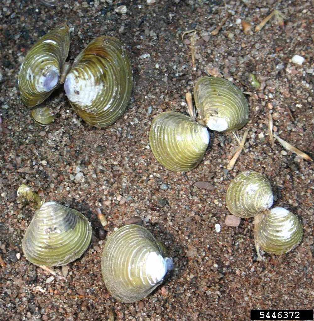 Asian clam (3)