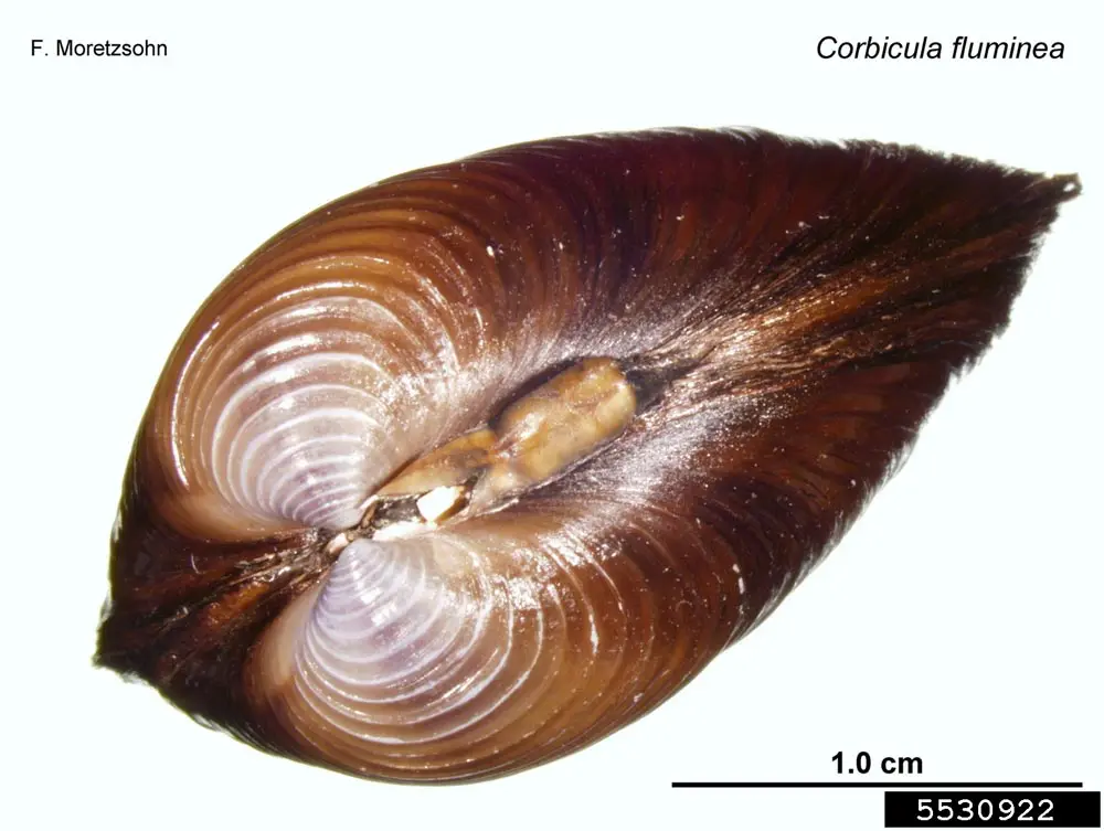 Asian clam (5)