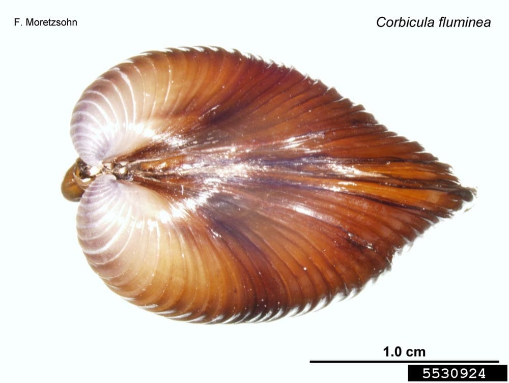 Asian clam (6)