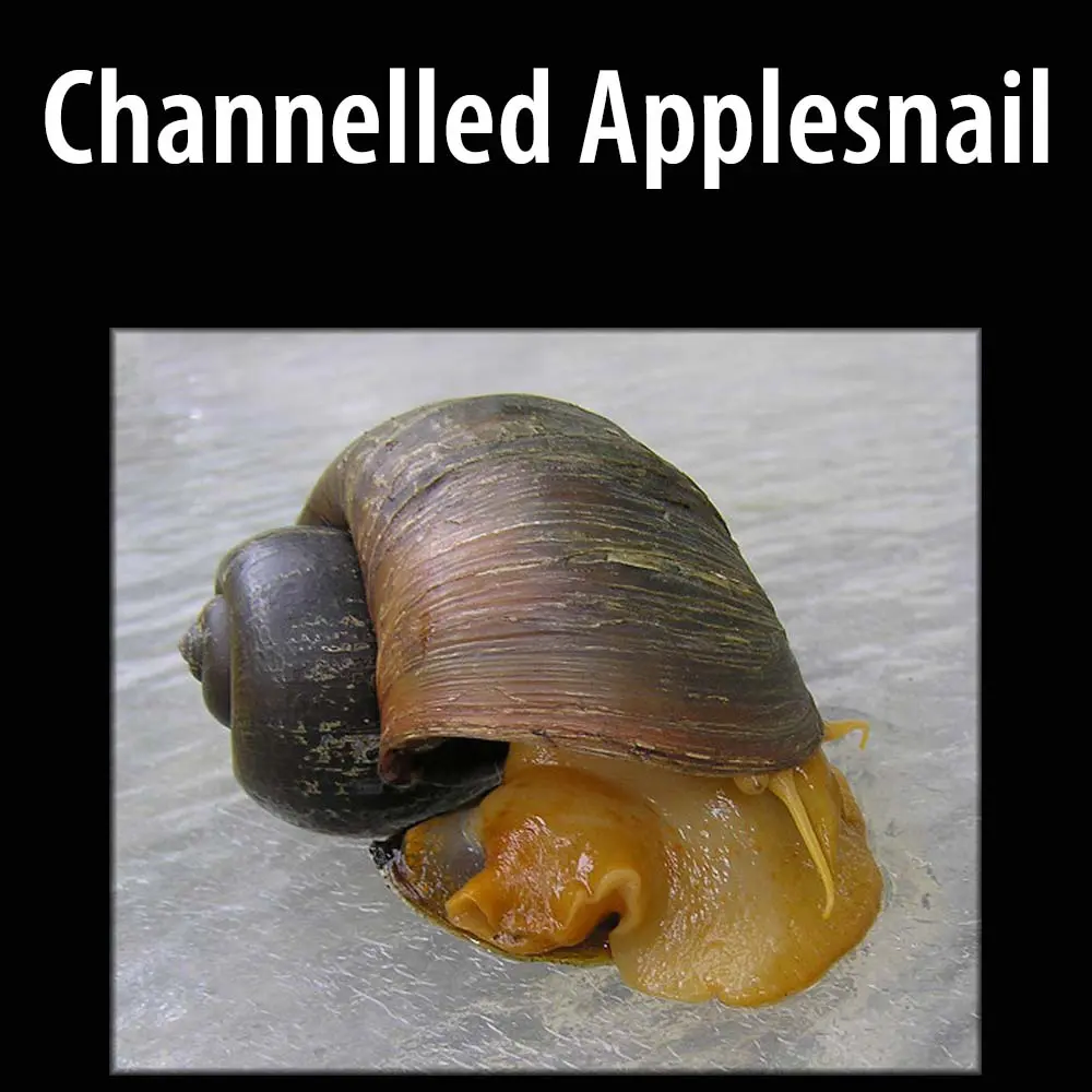 Channelled Applesnail