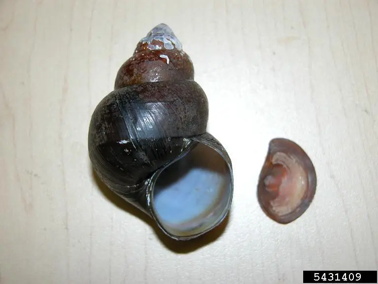 Chinese Mystery Snail (3)
