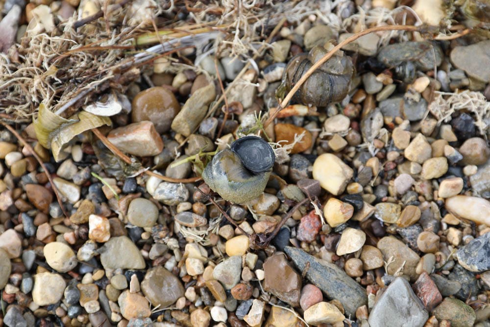 A bug sitting on the ground in gravel.