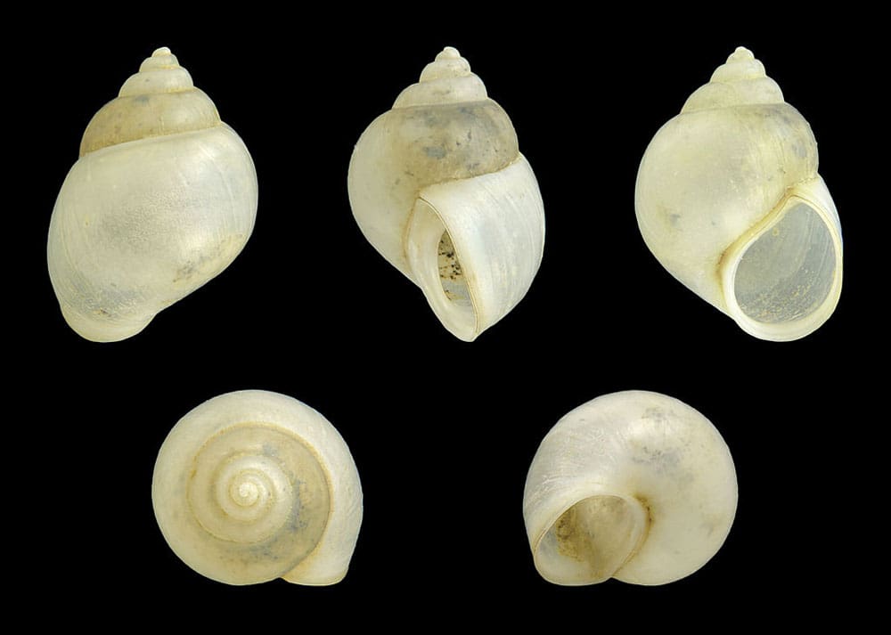 Faucet Snail H. Zell_wikimedia.org