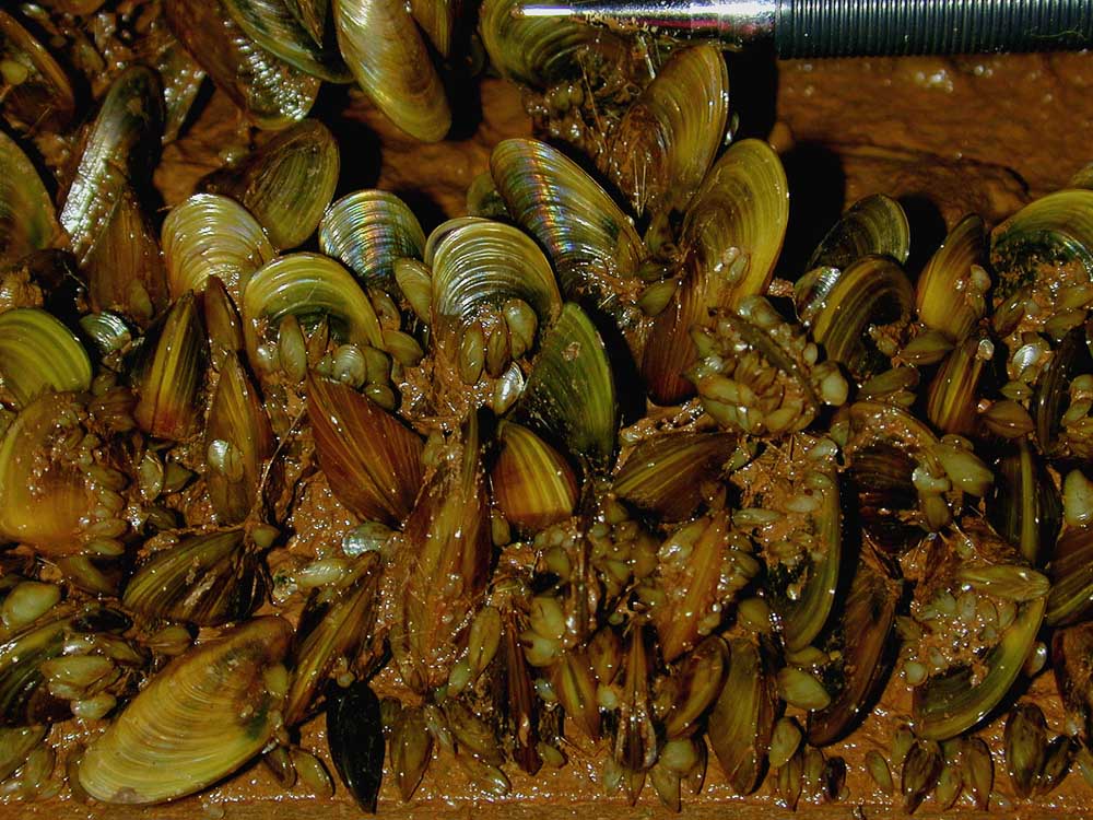 Golden Mussel Limnoperna fortunei (golden mussel)