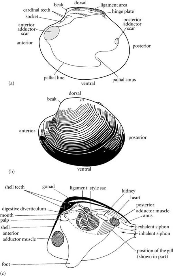 Golden Mussel bivalves_StudyBlue