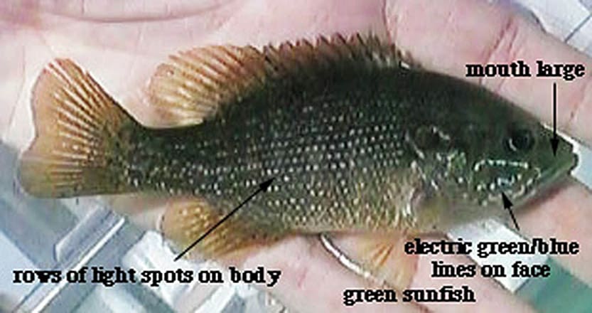 A small fish is shown in its hand.