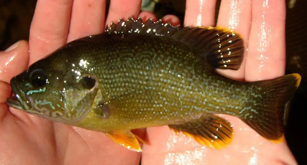 Green-Sunfish-fairfaxcounty.jpg