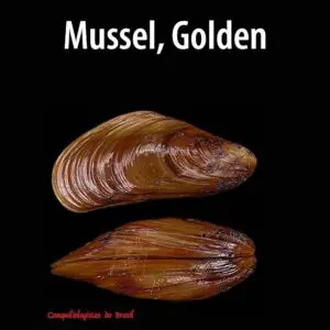 A picture of two mussels on the side of a black background.