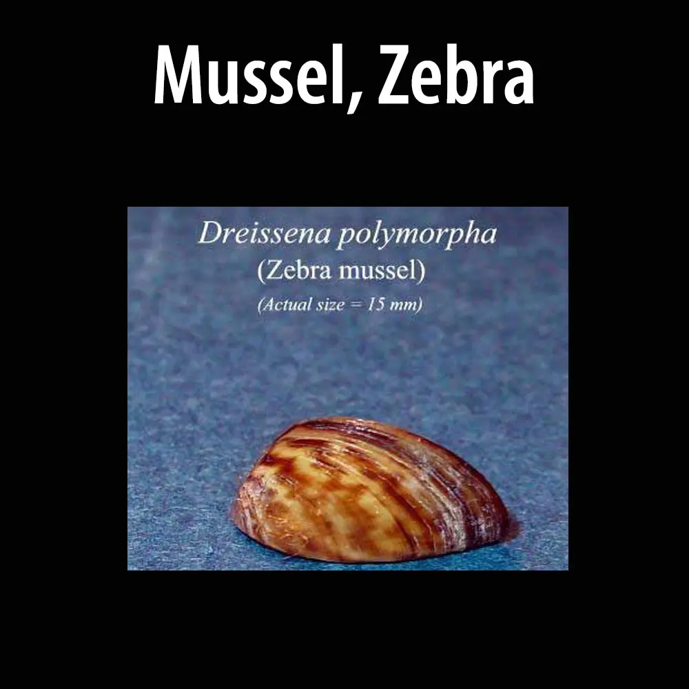Mussel, Zebra