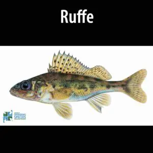 A fish with the word ruffe on it.