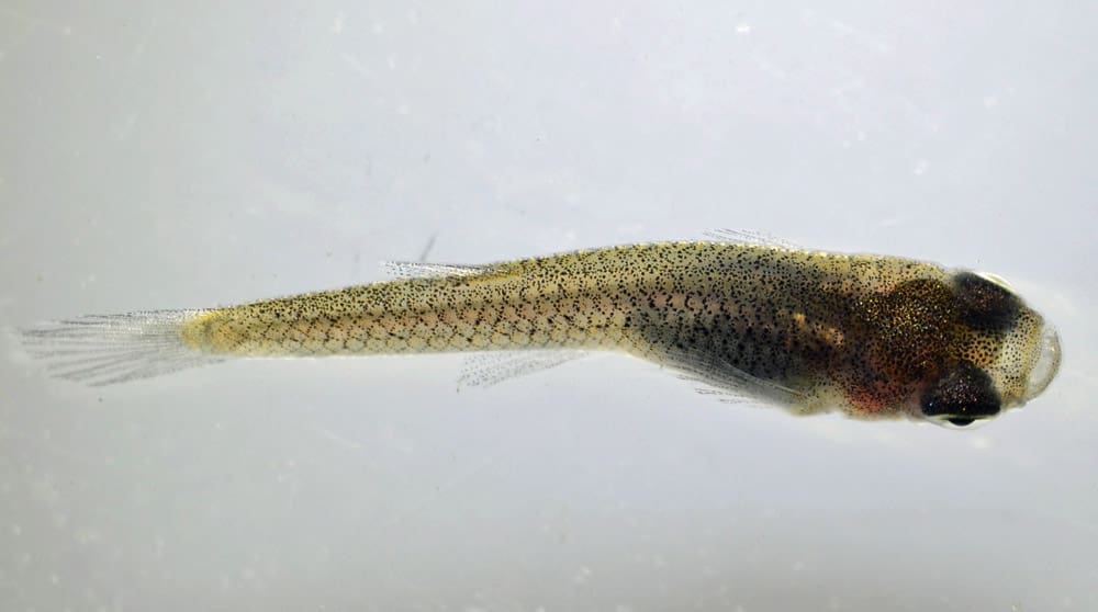 Western Mosquito Fish DonLoarie
