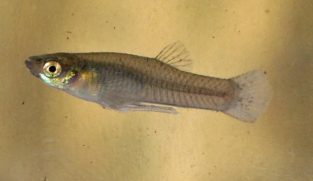 Western Mosquito Fish Male