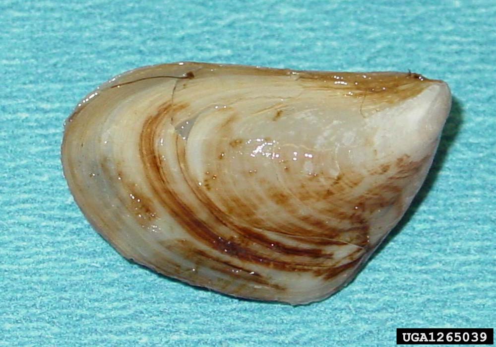 quagga mussels (1)