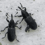 Two black beetles are sitting on the ground.