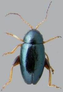 A close up of the head and legs of a beetle.