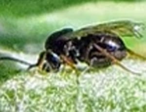 A close up of a bee on some grass